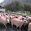 Sheep