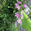 Clematis