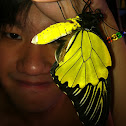 Golden birdwing 