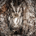Eastern Screech Owl