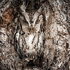 Eastern Screech Owl