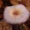 Amethyst Deceiver Mushroom
