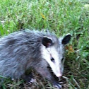 Possum