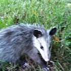 Possum