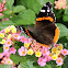  red admiral