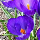 Crocus