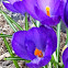 Crocus