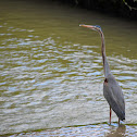 Purple Heron