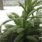 Succulent