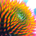 Purple coneflower