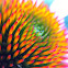 Purple coneflower