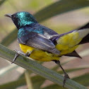Nile Valley Sunbird
