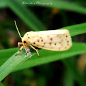Footman moth