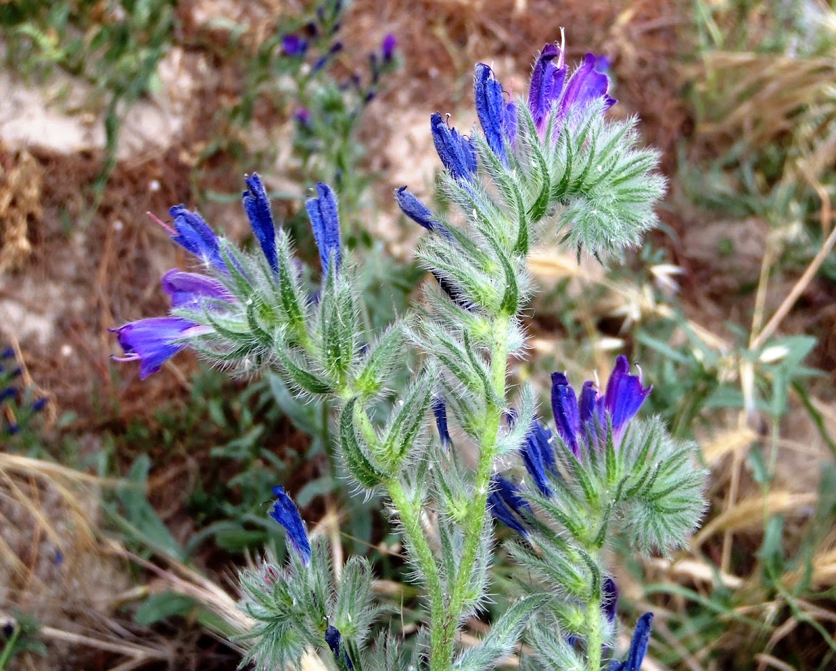 Viborera marítima