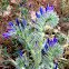 Viborera marítima
