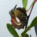 Sawfly Larvae