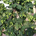Common Hop (var. Centennial)
