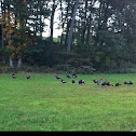 Wild Turkey