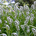 Gooseneck Loosestrife