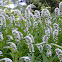 Gooseneck Loosestrife