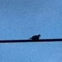 Dove