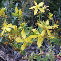 St. Johnswort