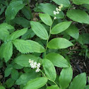 False Solomon's Seal