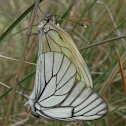 Pieride del biancospino