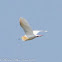 Cattle Egret; Garcilla bueyera