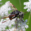 Syrphid Fly