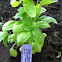 Basil, genovese