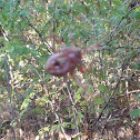 arabesque orbweaver