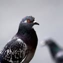 pombo comum