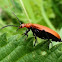 Red-headed Cardinal Beetle