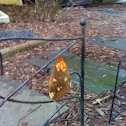Regal moth