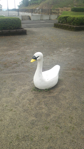 船津公園の白鳥