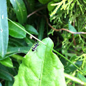 Ant Damsel Bug
