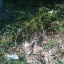 Asparago de' boschi - mountain asparagus - asparago selvatico - wild asparagus - sparago