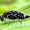 Tumbling Flower Beetle