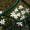 Star-of-Bethlehem