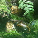 Weevil