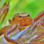 Braune krabbenspinne