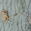 Dungeness Crabs