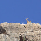 Aoudad, Barbary Sheep, Berberisco