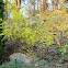 Forsythia