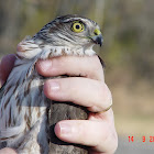 Sharp Shinned Hawk