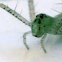 Green Lynx Spider