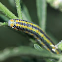 Bath White Larvae