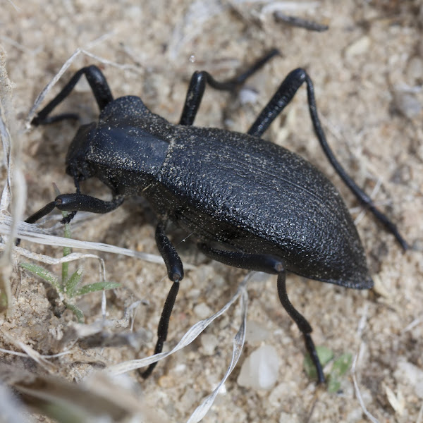 Pinacate beetle Project Noah