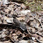 Pied Fantail
